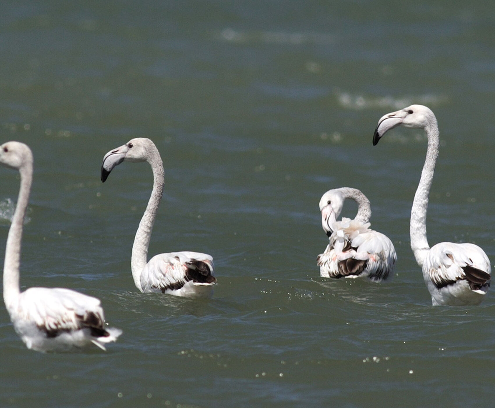 UÇAKLI BÜYÜK EGE İZMİR GÖKÇEADA BOZCAADA AYVALIK TURU