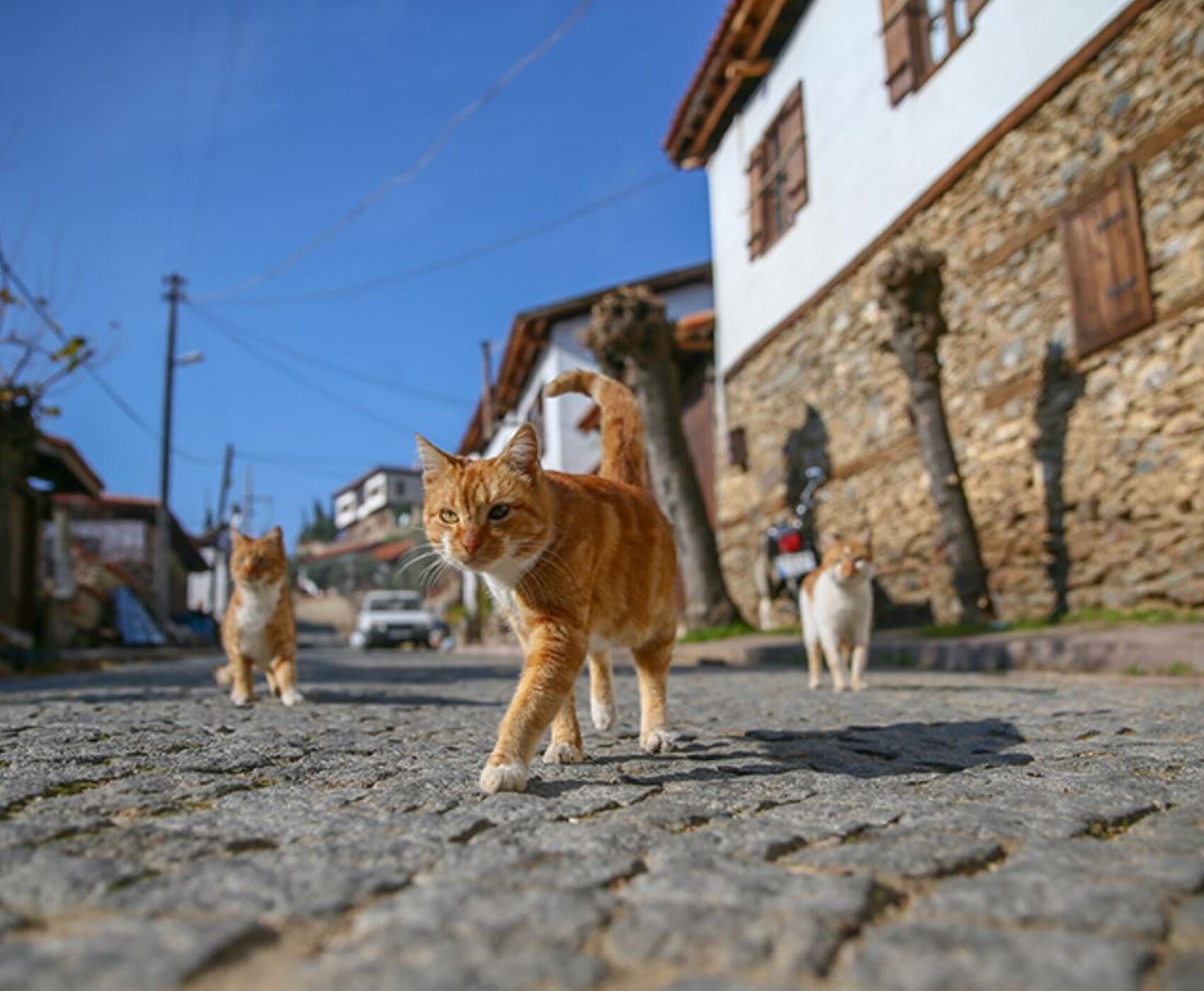 BAYINDIR ÇİÇEK FESTİVALİ