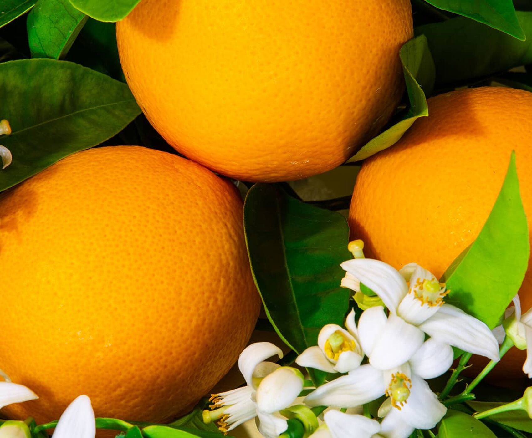 ADANA PORTAKAL ÇİÇEĞİ KARNAVALI