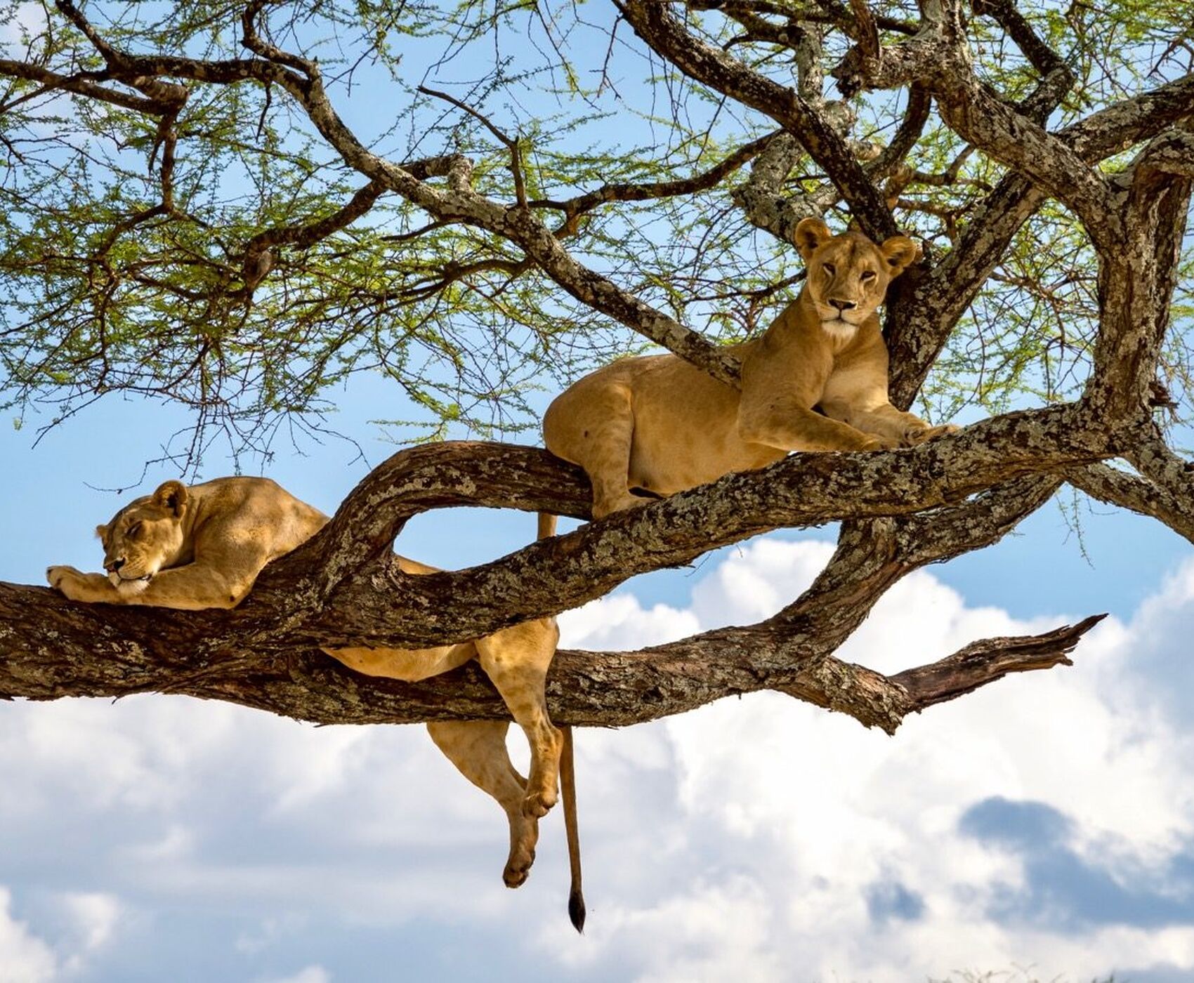 ANTALYA DAN İSTANBUL AKTARMALI TANZANYA & ZANZİBAR
