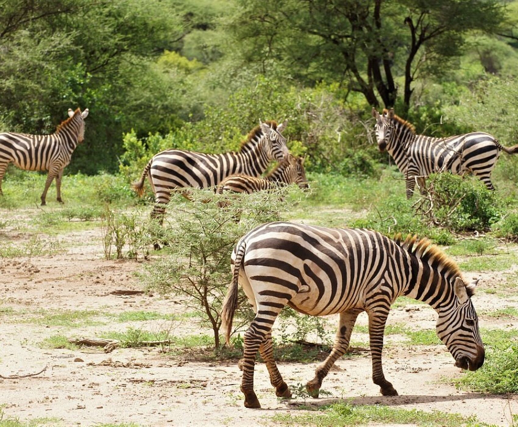 ANTALYA DAN İSTANBUL AKTARMALI TANZANYA & ZANZİBAR