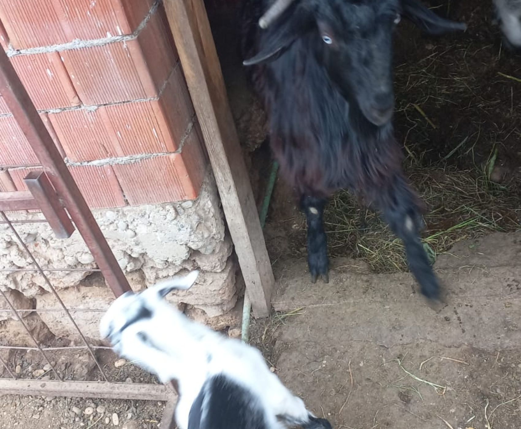 KÖY YAŞAMI & KARACAÖREN BARAJI SIĞLA ORMANLARI TEKNE TURU